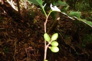 <strong>Litsea aneityensis - Ramon, Laurence - 23</strong><br />© Gâteblé Gildas